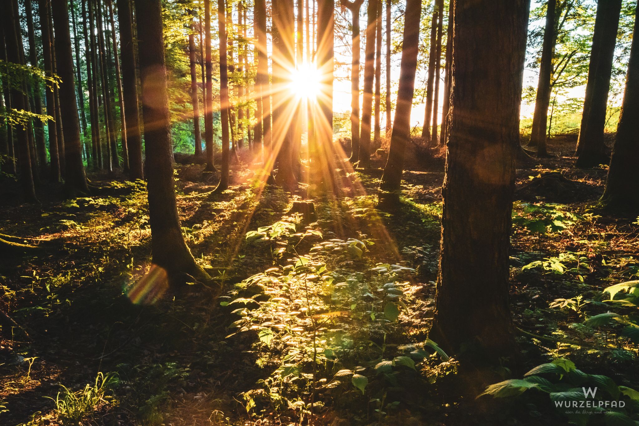 Wald in der Abendsonne